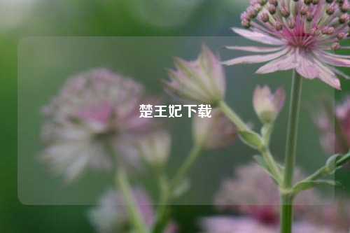楚王妃下载